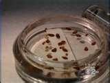 Bed Bugs Cbs News images