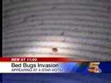 photos of Bed Bugs Bellagio