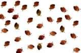 Bed Bugs Prevention Hotels pictures
