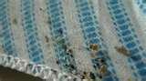 Bed Bugs Prevention Hotels photos