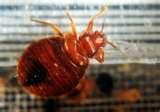 pictures of Bed Bugs Cbs News