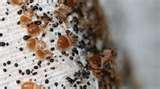 Bed Bugs Prevention Hotels