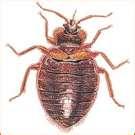 Bed Bugs Prevention Hotels images