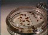 images of Bed Bugs Cbs News
