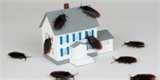 Bed Bugs Des Moines images