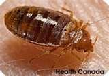 Bed Bugs Worldwide