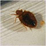 photos of Bed Bugs Worldwide