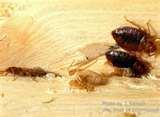 Bed Bugs Worldwide photos