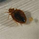 Bed Bugs Worldwide photos