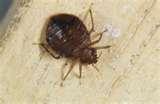 pictures of Bed Bugs Worldwide