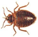 Bed Bugs Des Moines