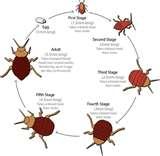 pictures of Bed Bugs Registry Us