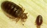 Bed Bugs Spanish images