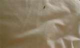 images of Bed Bugs Louisiana