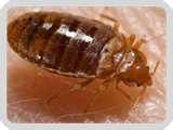 pictures of Bed Bugs Louisiana