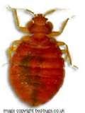 photos of Bed Bugs Spanish