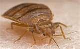 Bed Bugs Louisiana pictures