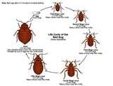 images of How Often Do Bed Bugs Eat