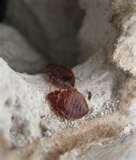 photos of Bed Bugs Years Ago
