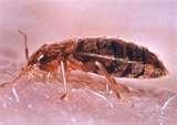 photos of Bed Bugs Years Ago