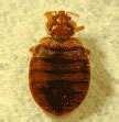 photos of How Often Do Bed Bugs Eat