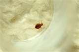 pictures of How Often Do Bed Bugs Eat