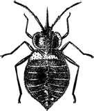 Bed Bugs Years Ago photos