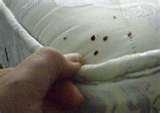 pictures of How Fast Can Bed Bugs Run