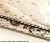 images of Bed Bugs Hiding Spots