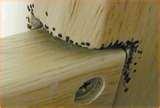 photos of Bed Bugs Hiding Spots