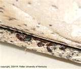 Bed Bugs Hiding Spots pictures