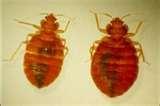 Bed Bugs Of London pictures