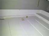 images of Bed Bugs Durham