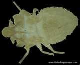 How To Tell If Bed Bugs Are Present images