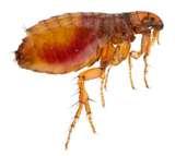 pictures of Bed Bugs Durham