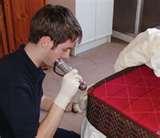 Bed Bugs Of London
