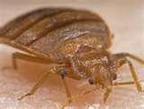 images of Bed Bugs Of London