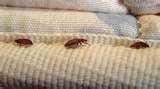pictures of Bed Bugs Of London