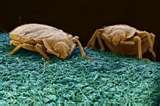 Bed Bugs Where Do They Bite