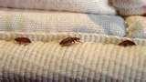 Bed Bugs Ambulance pictures