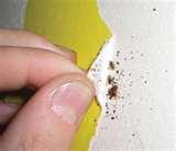 Bed Bugs Of London