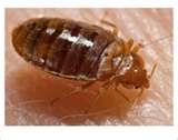 photos of Bed Bugs Durham