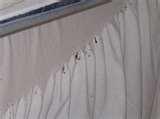 Bed Bugs Of London photos