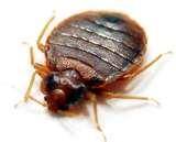 Bed Bugs Center For Disease Control images