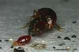 pictures of Bed Bugs Of London