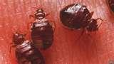 Bed Bugs Musical pictures