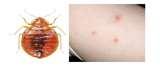 photos of Bed Bugs Center For Disease Control