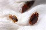 Bed Bugs Find pictures