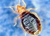 photos of Bed Bugs Airlines