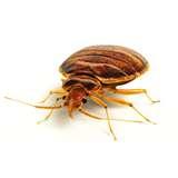 photos of Bed Bugs To The Naked Eye